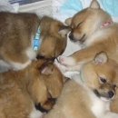 연두사과 이미지