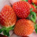 우유 | 반반 딸기가득 카페 수제청 라떼우유 답례품후기