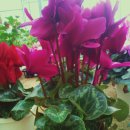 개정꽃농원 이미지