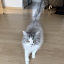 수현메디타워(수현메디프라자) | 안산고양이미용 슈슈캣 1급 무마취 미용, 피부 블랙헤드 및 각질 케어 후기