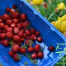 딸기민박