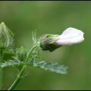 솔잎가든 이미지