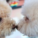 아리네개치원 이미지