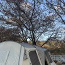 주식회사꿈꾸는집 | 합천)올해 마지막 벚꽃캠핑 '꿈꾸는 캠핑장' 14번 사이트 후기