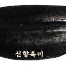 선향 이미지