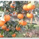 온새미영농조합법인 이미지