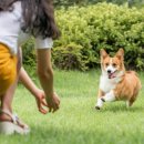 반려동물 관리사 이미지