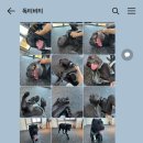 트리머펫 이미지