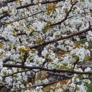 회인농장 이미지