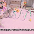 바스락 | 냐오오 오픈형 버터링 캣터널 후기 (바스락 + 캣닢 반응 미쳤어요)