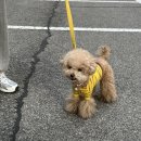 쉬리펫살롱 | 염창동 애견미용 쉬리펫살롱 내돈내산 찐후기