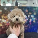 꼬맹이네 멍발소 이미지