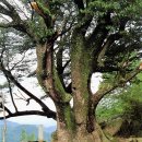 순천-36호 이미지