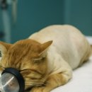 묘묭(MyoMyong) 이미지