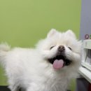 [옥정 강아지 미용] 12살 단골손님 포메라니안 크림이의 5년째 변함없는 가위컷 후기 ✂️