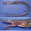 오리와 장어 이미지