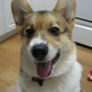 펨브록 웰시 코기(Pembroke Welsh Corgi) 이미지