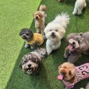 아이위드유치원 - 서구 | 일산애견유치원 위드온애견유치원 하루 프로그램 후기
