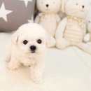 미니PICK 이미지