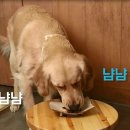 멍이와 냥이의 부엌 이미지