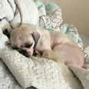 개이쁘개 이미지