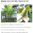 대프리카