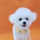 오룡애견미용 이미지