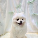 다이아몽 이미지