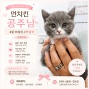 퍼피루미 네이버블로그
