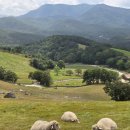 웃음꽃목장 이미지