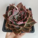 마리다육 이미지