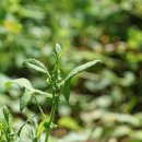 나도미꾸리낚시[Polygonaceae (마디풀과) ＞ Persicaria (여뀌속) ＞ maackiana (나도미꾸리낚시)] 이미지