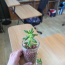 다육이야기 - 부안군 부령로 67 | 🌱 랜덤 다육, 그 10개의 이야기 - 사진후기
