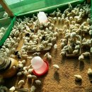 현성농장 이미지