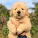 나는 댕댕 이미지