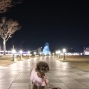 추암인증센터 | 쏠비치 삼척 애견동반 호텔 리조트 숙소 스위트룸 후기