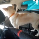 순돌이네펫택시 이미지