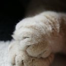 고양이발 이미지