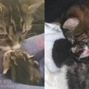 도그스타동물병원 이미지