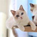 구미 고양이카페 분양 제이캣 이미지