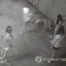 경찰 "부산 여중생 보복폭행 당했다"…구속영장 신청 방침 이미지