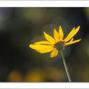 모데카