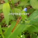고추잠자리 이미지