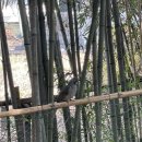 삼대인삼사