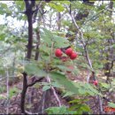 121009-＞제피산행서 송이+땅지버섯 만나다. 이미지