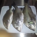 바다사냥 - 전주시 완산구 고사평로 16 | 바다사냥