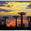 바오밥나무 이미지