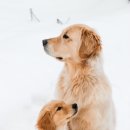 하얀강아지 이미지