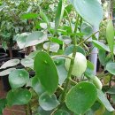 페페로미아 이미지