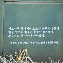 박성호「버드나무를 Daum카페